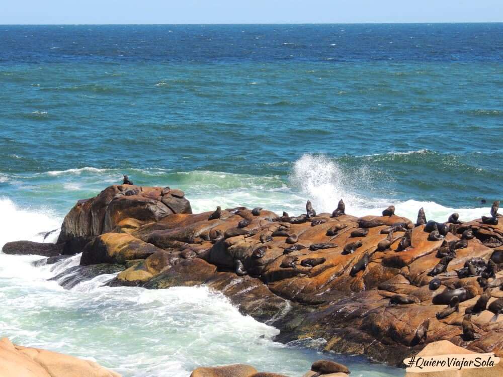 Lobos marinos en Cabo Polonio