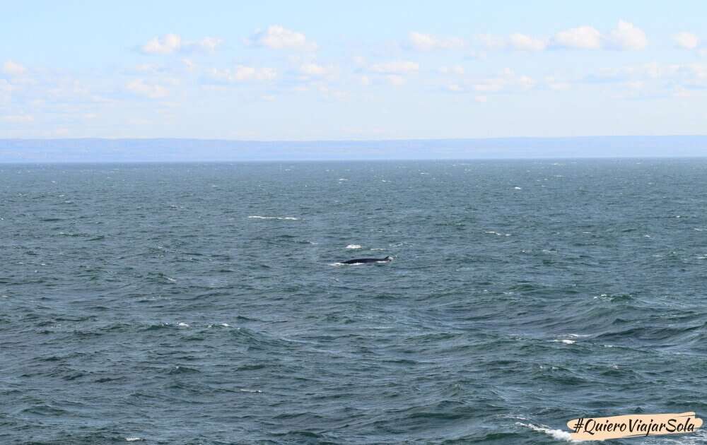 Ballenas en Quebec