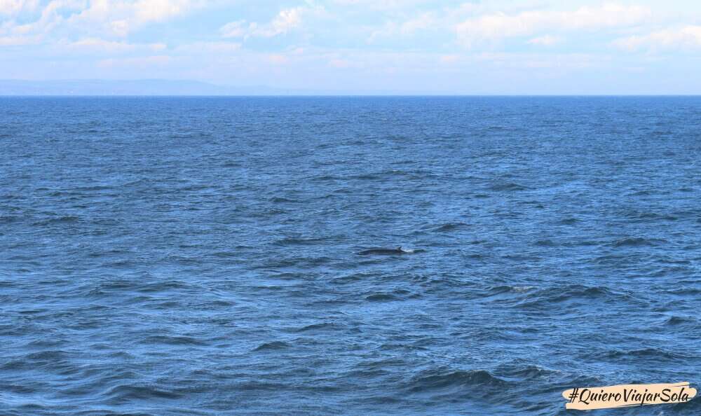 Lomo de una ballena minke en el río San Lorenzo