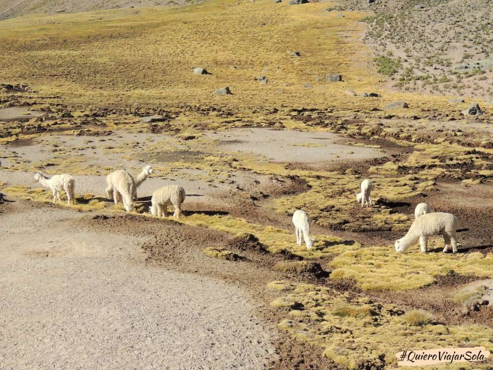 Alpacas