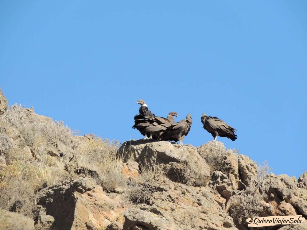 Cóndores en la Cruz del Cóndor