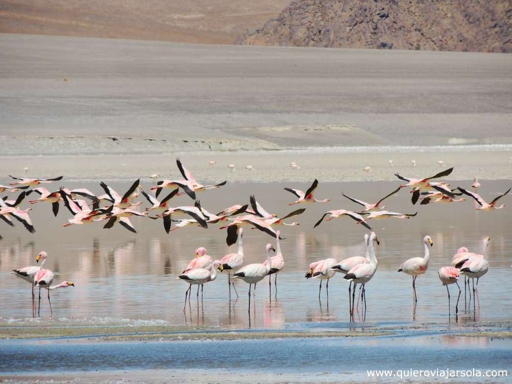 Flamencos en una laguna en Antofagasta de la Sierra