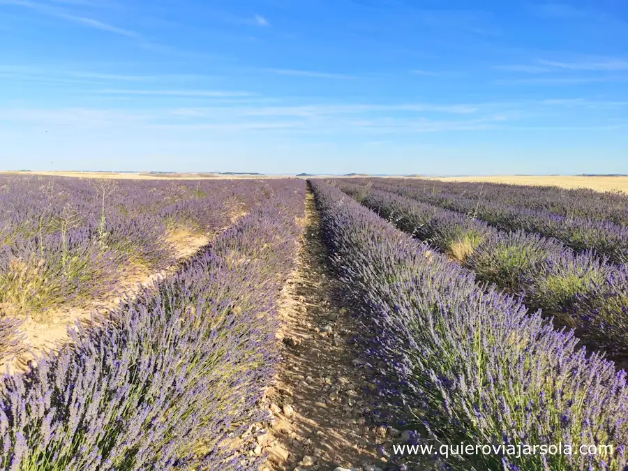 Campos de lavanda de Tiedra