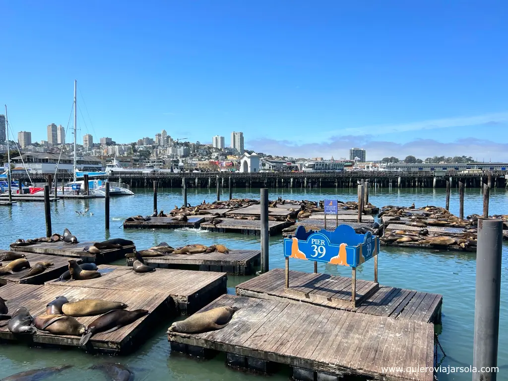 Leones marinos tomando el sol en los muelles del Pier 39