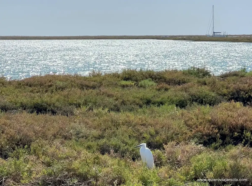 Un ave en las marismas de la Ría Formosa de Faro en Portugal