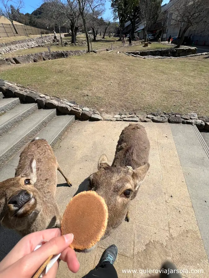 Yo dándoles galletas a los ciervos