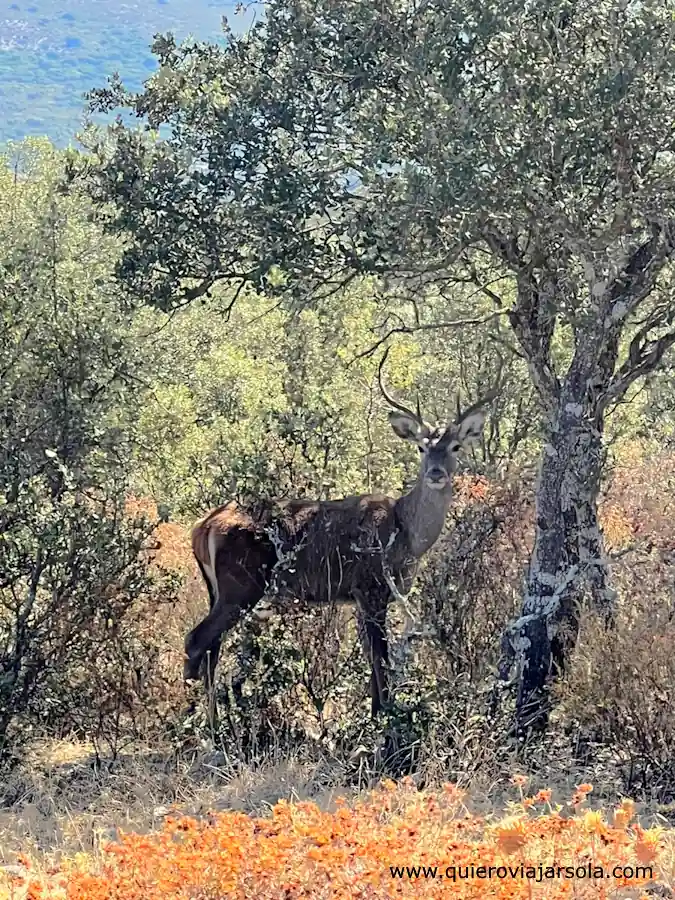 Un ciervo en el Parque Nacional de Monfragüe